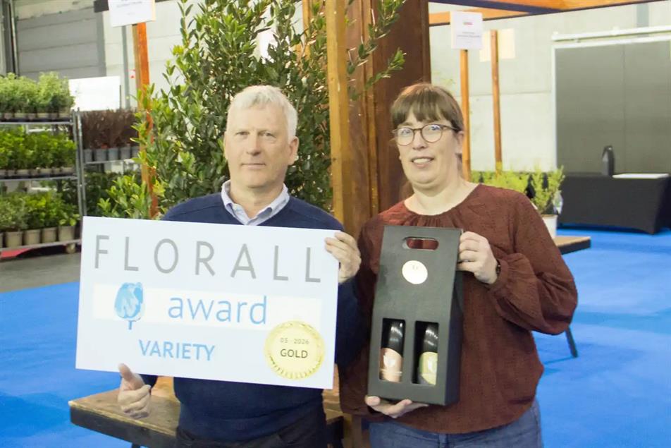 Phillyrea angustifolia 'Grand Prix'